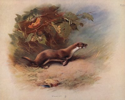 Weasel by Archibald Thorburn